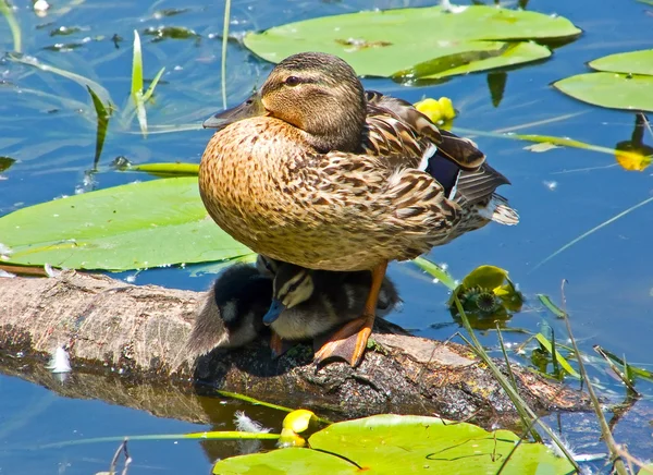 어머니와 함께 ducklings — 스톡 사진