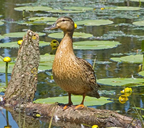 Kachna na stromě — Stock fotografie