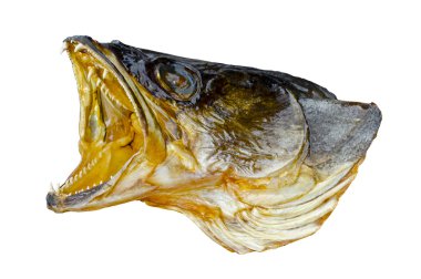 yırtıcı balık başkanı