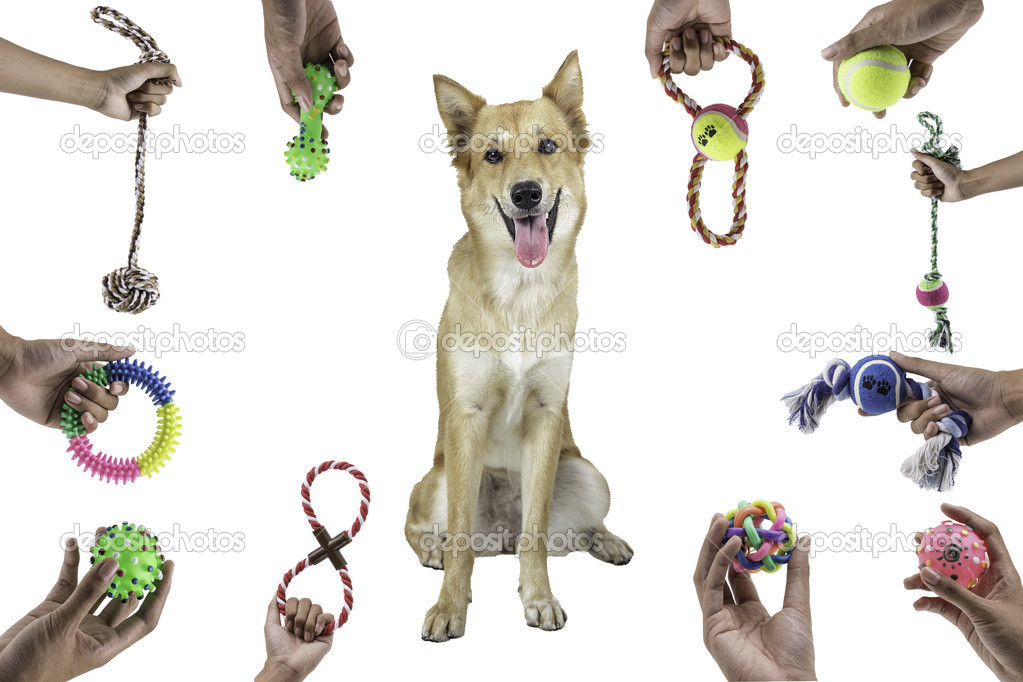 Gift toys for pet