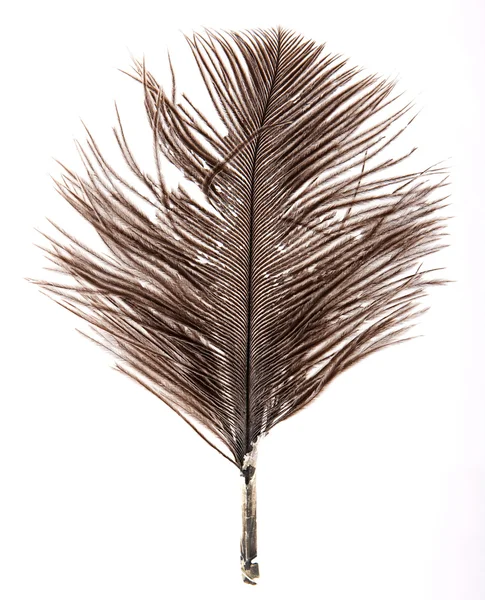 흰 바탕에 외따로 떨어져 있는 깃털 — 스톡 사진