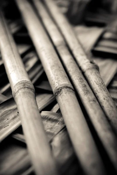 Bambupinnar — Stockfoto