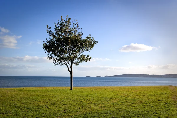 Träd vid havet — Stockfoto