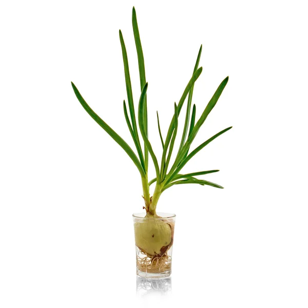 Spring onion — Stock Photo, Image