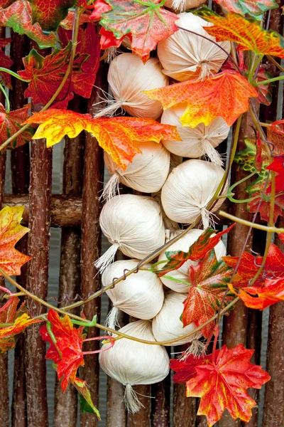 Decorative garlic braid — Stock Photo, Image