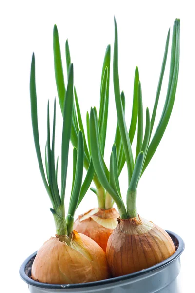 Spring onions — Stock Photo, Image