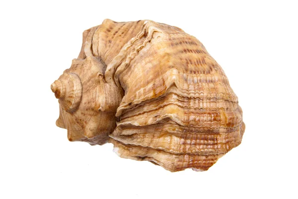 Sea shell — Stock Photo, Image