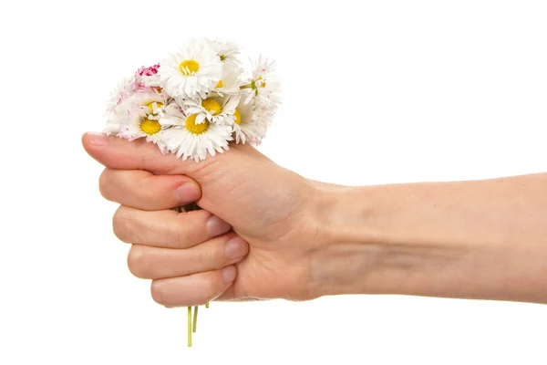 Weibliche Hand mit Gänseblümchen-Blüten — Stockfoto