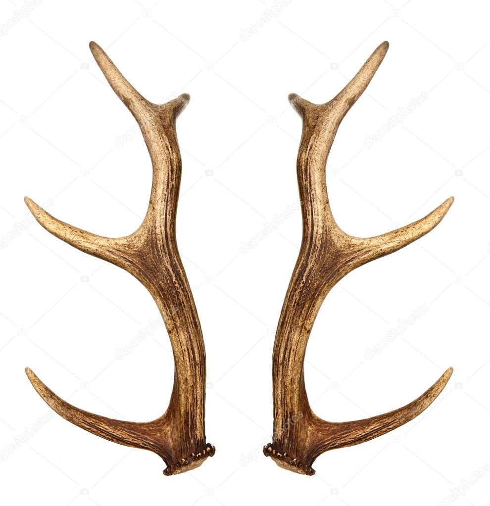 Two deer horns