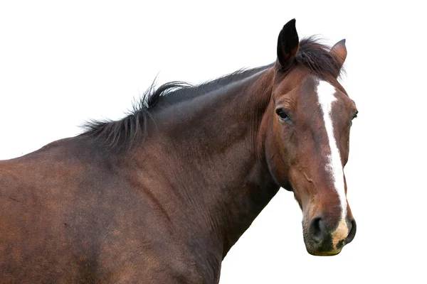 Paard hoofd geïsoleerd — Stockfoto