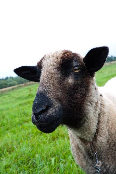 Black headed sheep head — Stock Photo, Image