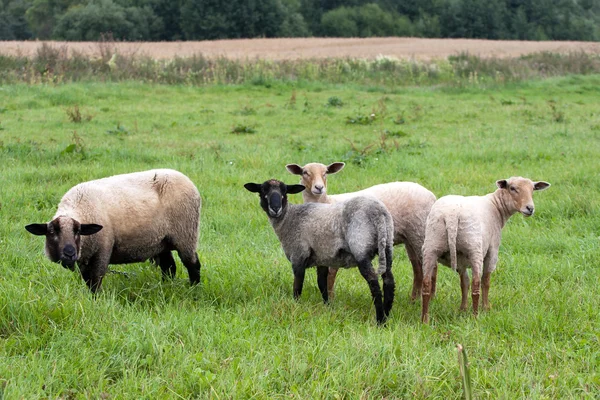Black headed sheeps — Stock Photo, Image