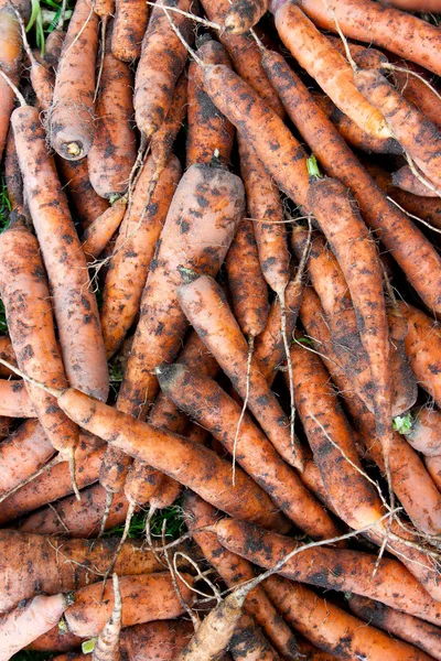 Achtergrond van verse wortelen — Stockfoto