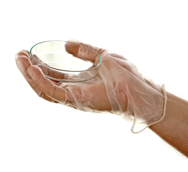 Petriego na rękę na białym tle — Zdjęcie stockowe