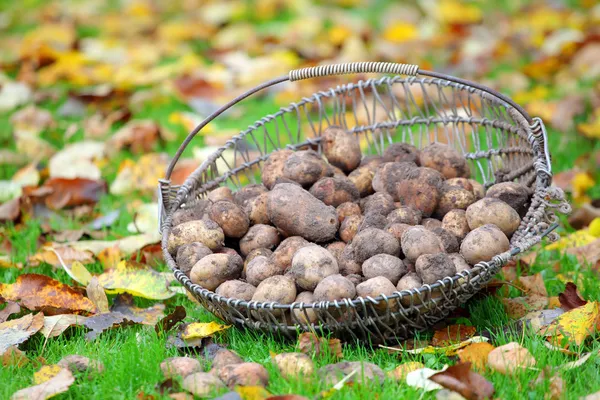 Mandje van geoogste verse aardappelen op herfst bladeren — Stockfoto