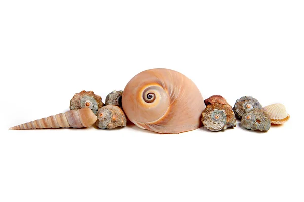 Sea shells on white background — Stock Photo, Image