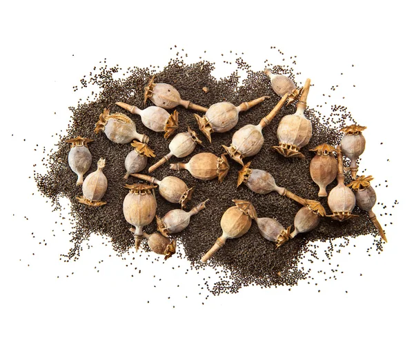 Dry poppy heads on poppy seeds — Stock Photo, Image
