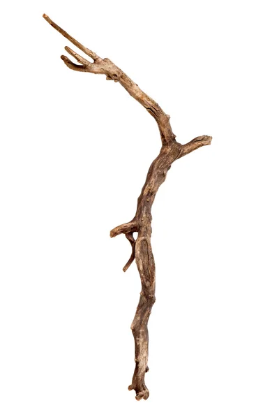 Dry tree branch — Stock Photo, Image