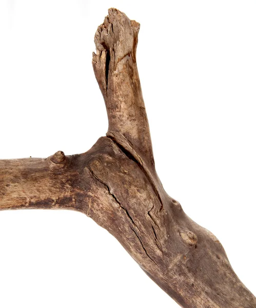 Dry tree branch — Stock Photo, Image