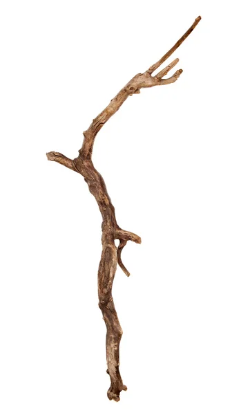 Dry tree branch — Stock Photo, Image