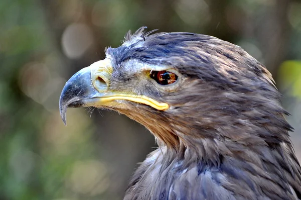 Cabeça de um falcão — Fotografia de Stock