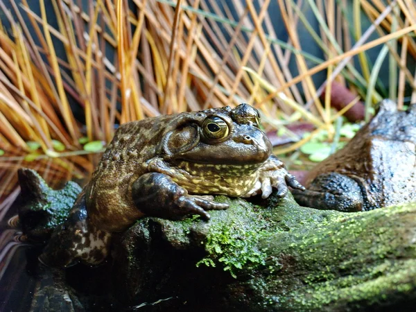 Big frog in it's natural environment — Stock Photo, Image