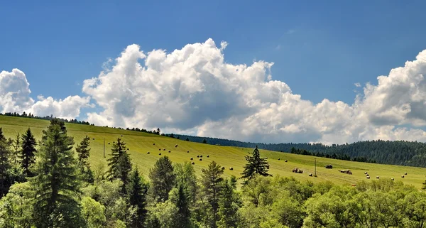 Tree on a hill with blue sky — Stock Photo, Image