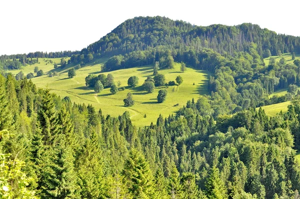 Trees on a hill — Stock Photo, Image