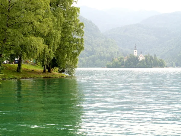 Grüne Bäume am Seeufer — Stockfoto