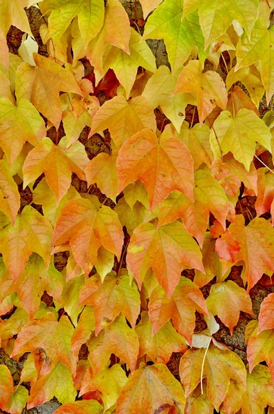 Hojas de otoño — Foto de Stock