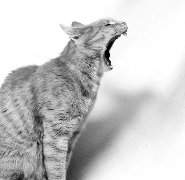 Gato gritando — Foto de Stock