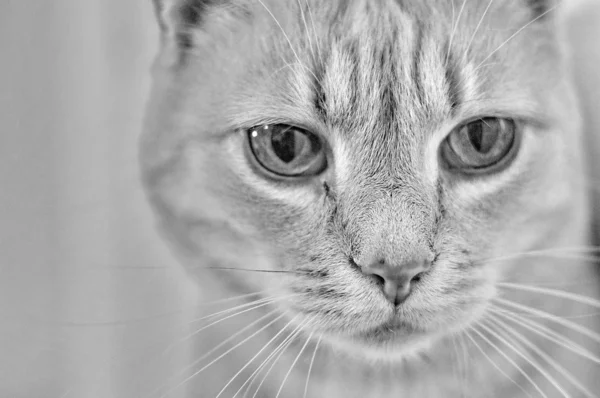 Faccia di un gatto — Foto Stock