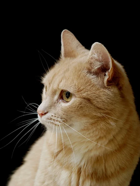 Jengibre gato — Foto de Stock