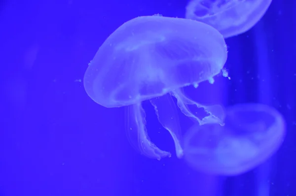 Medusa-kék víz — Stock Fotó