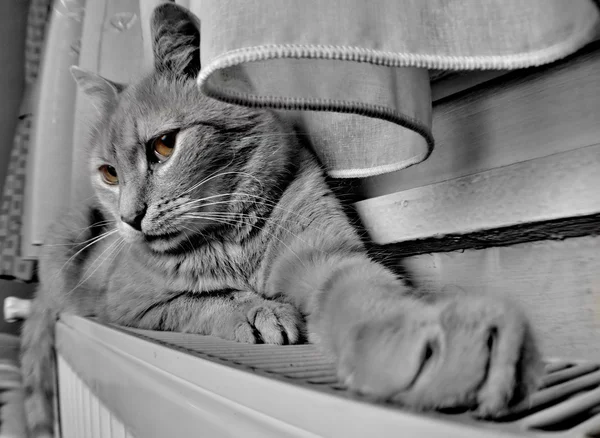 Gato gris con ojos amarillos — Foto de Stock