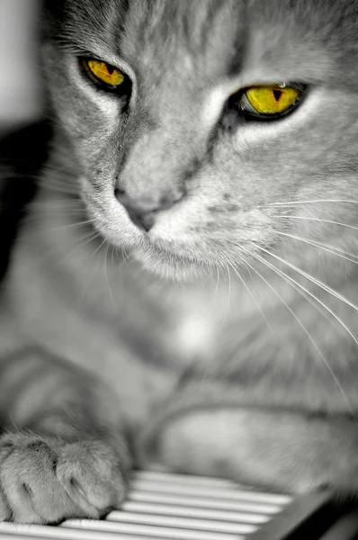 Gato con ojos verdes — Foto de Stock