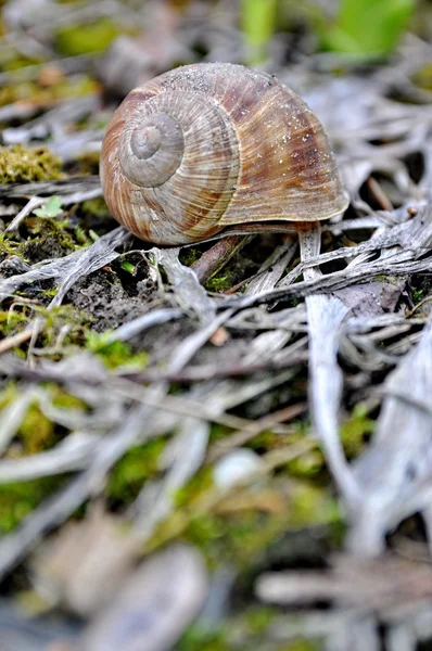 蜗牛中的小乔 — 图库照片