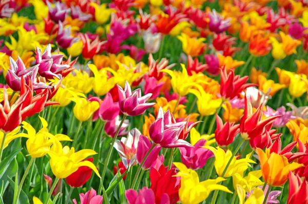 Tulipes colorées — Photo