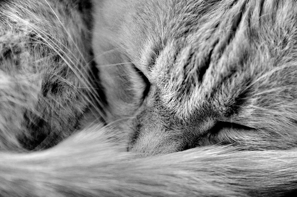 Gatto dormiente — Foto Stock