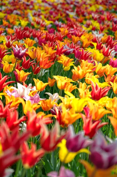 Tulipes colorées — Photo