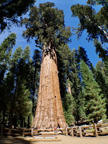 El General Sherman es un árbol de secuoya gigante localizado en el Bosque Gigante del Parque Nacional Sequoia. — Foto de Stock