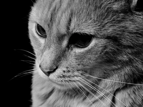 Visage d'un chat — Photo