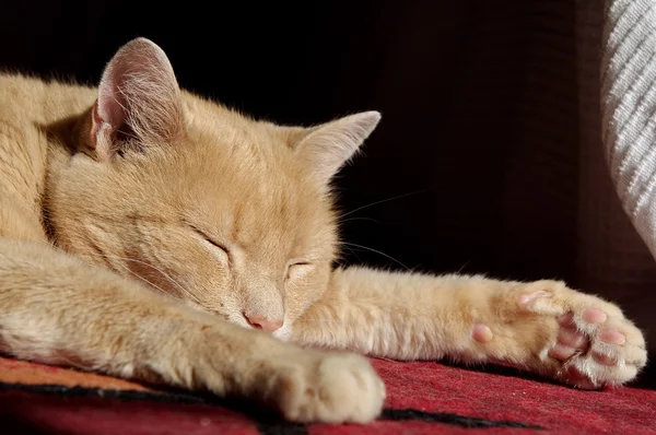 Ginger gato durmiendo — Foto de Stock