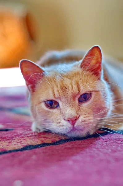 Ginger gato buscando —  Fotos de Stock