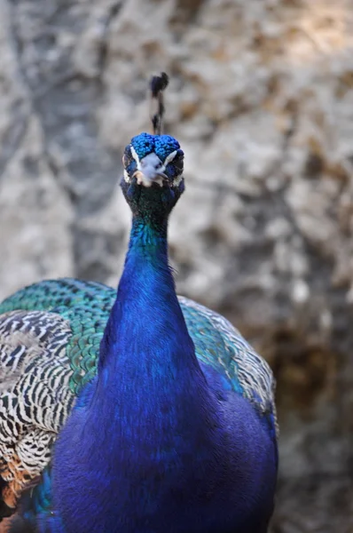 Peacock — Stock Photo, Image