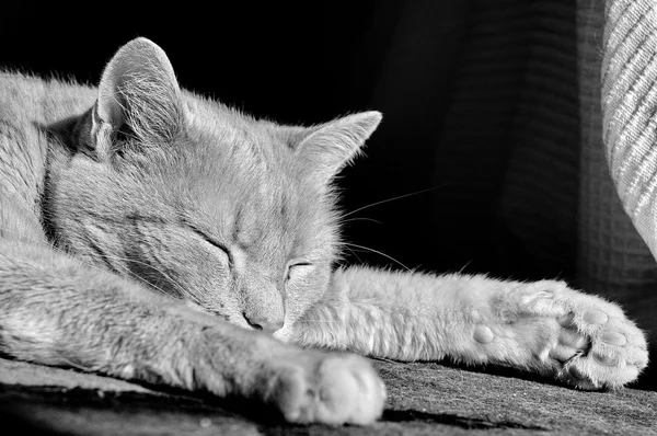 Katt som sover — Stockfoto