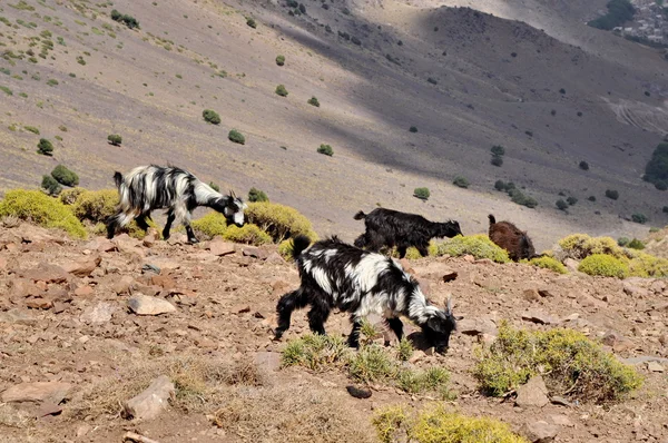 Le capre pascolano sulla collina — Foto Stock