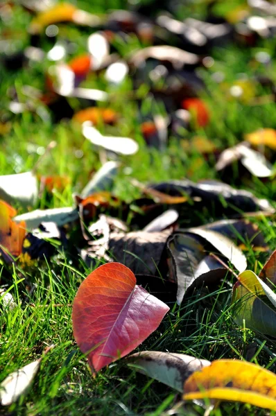 Hojas de otoño — Foto de Stock