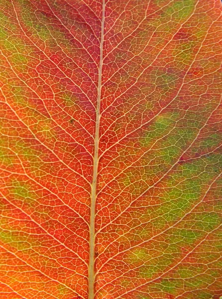 Sole splende attraverso una foglia d'autunno — Foto Stock