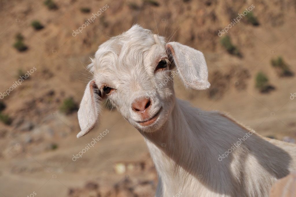 Rainbow - Página 9 Depositphotos_36650873-stock-photo-young-white-goat-looking-in